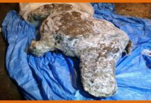 Well-preserved, 34,000-year-old Ice Age woolly rhino discovered in Siberia