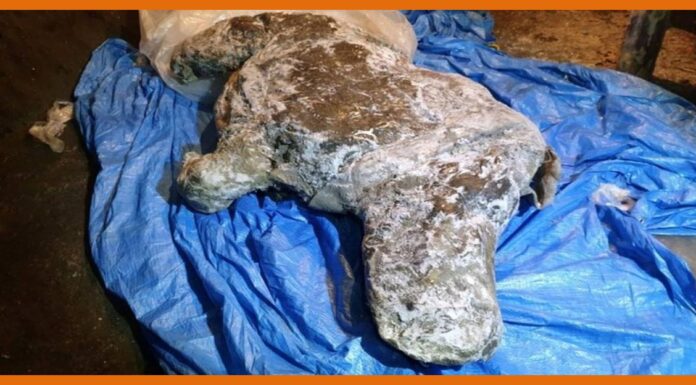 Well-preserved, 34,000-year-old Ice Age woolly rhino discovered in Siberia