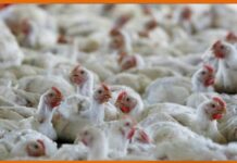 The Centre asks states to form surveillance committees in the wake of mass bird deaths.