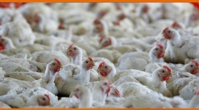 Properly cooked poultry safe for consumption, Says Centre