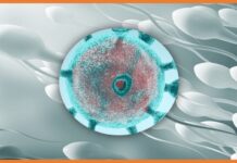 Covid-19 may damage sperm quality