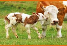 First arrest made under the anti-cow slaughter law of Karnataka; two registered cases