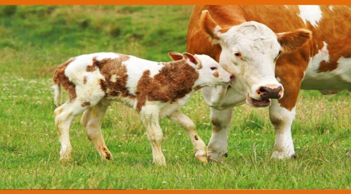 First arrest made under the anti-cow slaughter law of Karnataka; two registered cases