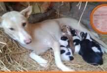 डॉगी ने दिया पांच बच्चों को जन्म तो मालिक ने खुश होकर किया… Digest