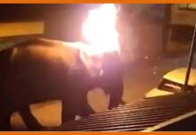 हाथी के साथ अमानवीय व्यवहार का वीडियो सोशल मीडिया पर हुआ वायरल Elephant
