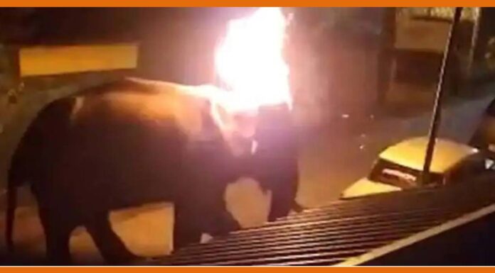 हाथी के साथ अमानवीय व्यवहार का वीडियो सोशल मीडिया पर हुआ वायरल Elephant