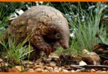 चमगादड़ से नहीं इस दुर्लभ जानवर से फ़ैल रहा हैं इंसानों में कोरोना वारयस! Pangolin