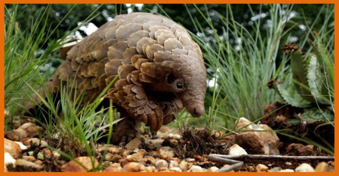 Pangolin