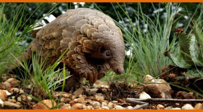 चमगादड़ से नहीं इस दुर्लभ जानवर से फ़ैल रहा हैं इंसानों में कोरोना वारयस! Pangolin