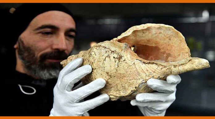 देखिये 18 हजार साल पुराना शंख, जानिये क्या हुआ जब पहली बार बजाया गया था Shankh