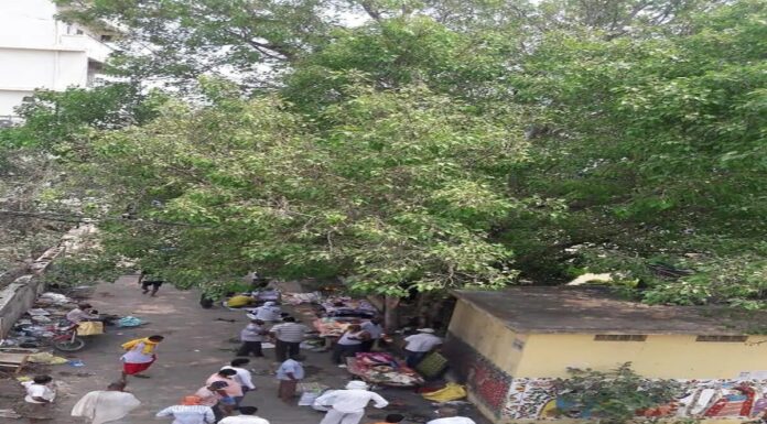 पटना में पीपल के इस पेड़ से फैला रहा है कोरोना ? जानें पूरी कहानी Pipal