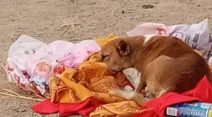गया: कुत्ते की स्वामी भक्ति देखिये, मालकिन की मौत के बाद 5 दिन तक श्मशान में बैठा करता रहा इंतजार gaya bihar