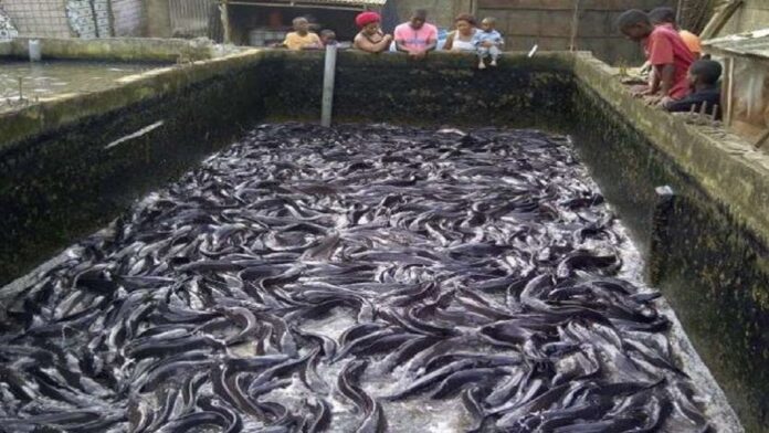 machlipalan machlipalan