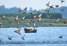 साइबेरियन क्रेन से गुलज़ार हुआ दानापुर गंगा किनारे का इलाका। siberian birds
