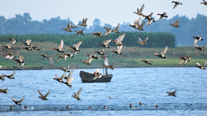 siberian birds siberian birds