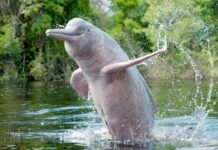 अच्छी खबर: पर्यटन विभाग का एलान बिहार को जल्द मिलेगा डॉल्फिन पार्क dolphin in ganga