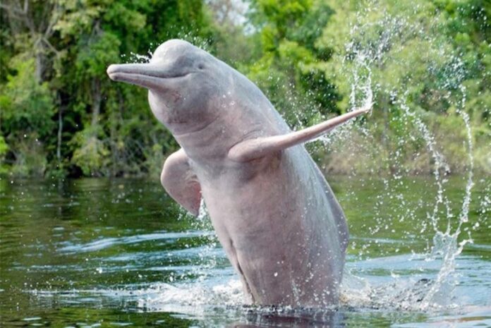 dolphin in ganga dolphin in ganga