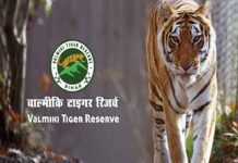 वाल्मीकि टाइगर रिज़र्व में कैमरे में कैद हुयी 11 जानवरों की विलुप्त प्रजातियां tiger reserve