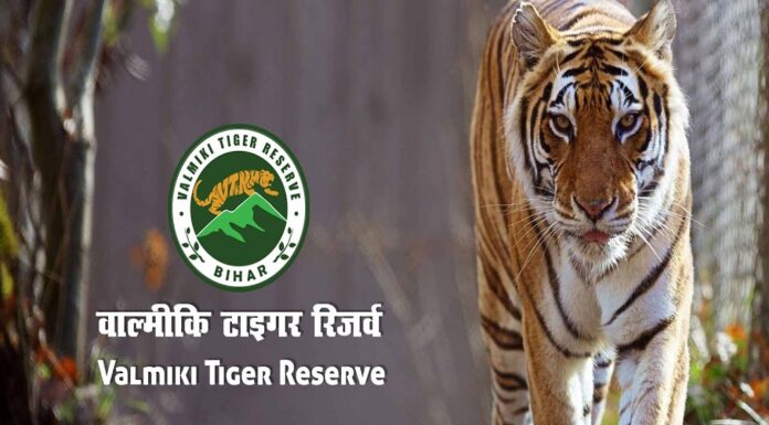 वाल्मीकि टाइगर रिज़र्व में अब पर्यटक ले सकेंगे मोर के नृत्य का मज़ा! tiger reserve