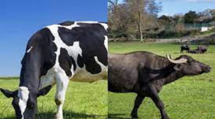 बिहार में अब अगले एक महीने में 2 करोड़ पशुओ को लगेगा वैक्सीन। cows and buffalos