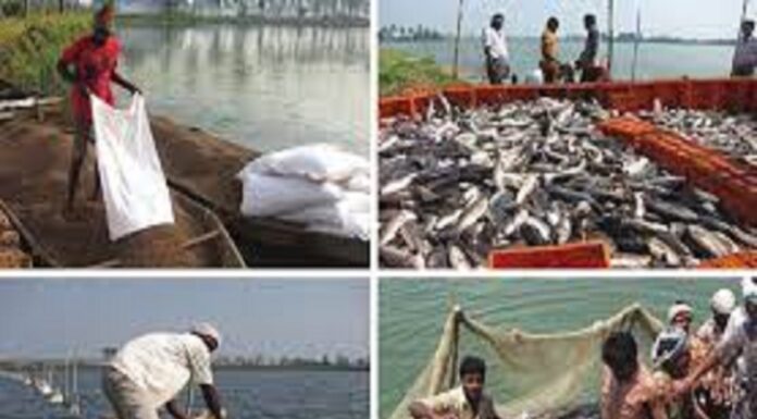 बिहार में अबसे मछुआरों को अबसे मछलीपालन के लिए 40 की जगह मिलेगा 90% अनुदान ! fisheres business