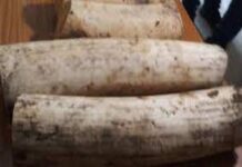 पूर्णिया में एक करोड़ रुपये के होती दाँत के साथ तस्कर गिरफ्तार ,पटना में होना था डिलिवेरी ivoury