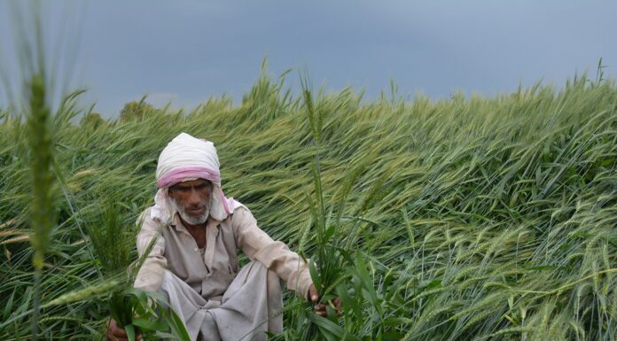 बिहार में बदला फसल क्षति मुआवजा का नियम। Bihar_Crop_Policy