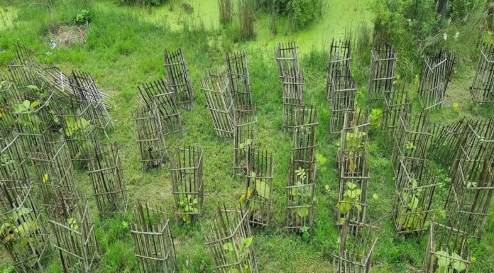 बिहार के गोपालगंज में बना रिकॉर्ड, 4 घंटे में लगाए गए 2 लाख 21 हज़ार पौधे ! Tree Plantation Gopalganj