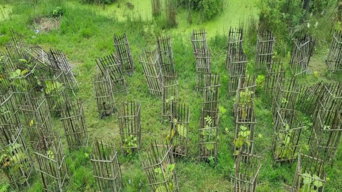 Tree Plantation Gopalganj