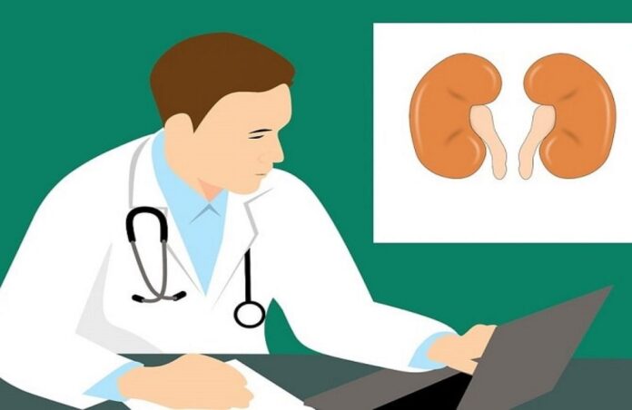 kidney