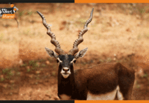 बिहटा में मिला दुर्लभ प्रजाति का काला हिरण Blackbuck
