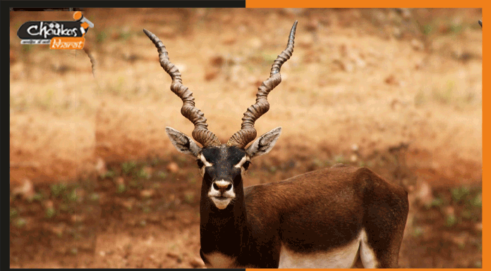बिहटा में मिला दुर्लभ प्रजाति का काला हिरण Blackbuck
