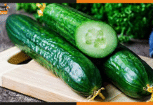 भारत बना दुनिया में खीरा का सबसे बड़ा निर्यातक देश cucumber