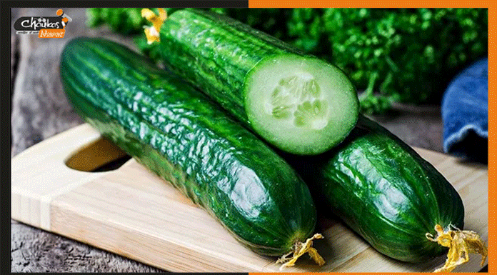 भारत बना दुनिया में खीरा का सबसे बड़ा निर्यातक देश cucumber