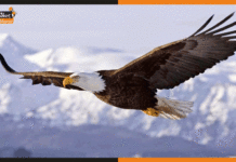 भौगोलिक मानचित्र पर भागलपुर का नाम हुआ अंकित, बना गरुड़ों के प्रजनन का सबसे बड़ा केंद्र eagle