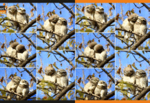 किस करते हुए दो उल्लुओं का प्री-वेडिंग फोटोशूट हुआ वायरल owlets