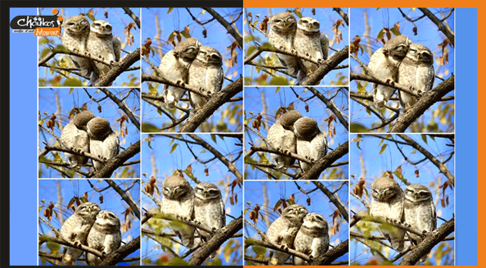 किस करते हुए दो उल्लुओं का प्री-वेडिंग फोटोशूट हुआ वायरल owlets