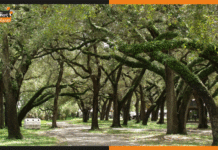 सड़क चौड़ीकरण के लिए काटने थे 922 पेड़, पर बना ऐसा प्लान कि बच गए 828 पेड़ tree