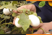 पाकिस्तान के खेत में उग रहे अंडे के वायरल वीडियो का सच viral egg