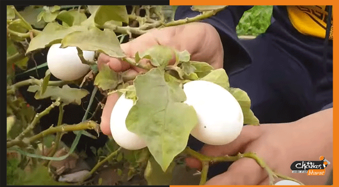 पाकिस्तान के खेत में उग रहे अंडे के वायरल वीडियो का सच viral egg