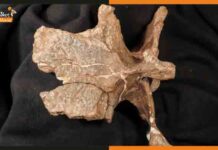 अर्जेंटीना में मिला डायनासोर की एक खास प्रजाति का फॉसिल Guemesia ochoai