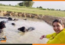 सही में भैस को दिमाग नहीं होता, सपना चौधरी के पास जानें से कर दी मना sapna-chaudhary