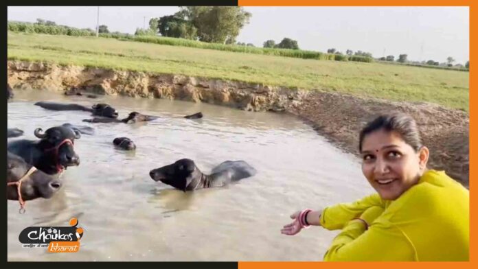 sapna-chaudhary