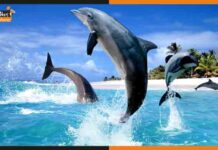 डॉल्फिन की सुरक्षा है हमारी ज़िम्मेदारी, हुई ‘राष्ट्रीय डॉल्फिन दिवस’ की घोषणा dolphin