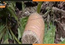 Bhagalpur : पुलिस ट्रेनिंग सेंटर के पास मिले 4 बम, भागलपुर में दहशत Bhagalpur-Bomb