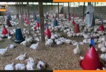 H3N8 Bird Flu: इंसानों में बर्ड फ्लू का पहला मामला आया सामने, चीन में हुई पुष्टि H3N8 Bird Flu