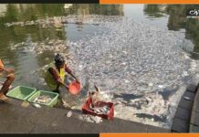 मुंबई के मालाबार हिल इलाके में मरी लाखों मछलियां, कारण … Lakh-of-fishes-died-in-Banganga-Tank