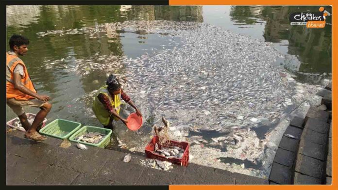 Lakh-of-fishes-died-in-Banganga-Tank