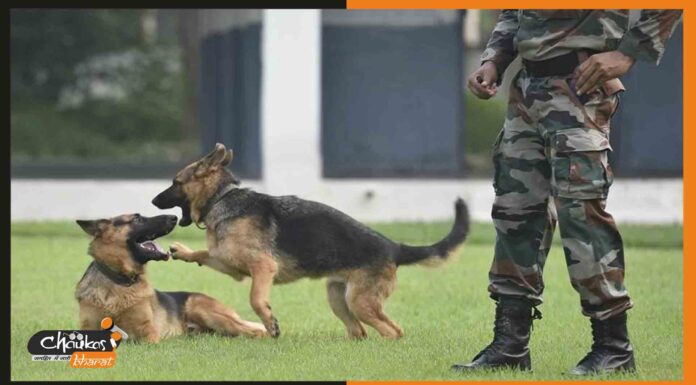 आर्मी के प्रशिक्षित कुत्ते हो गए इस समाजिक कार्य में सफल army-dog