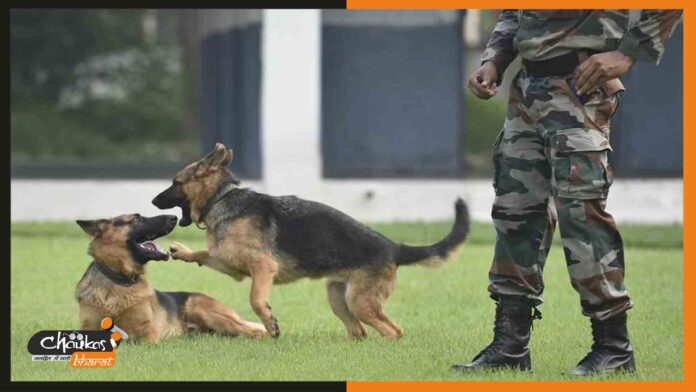 army-dog
